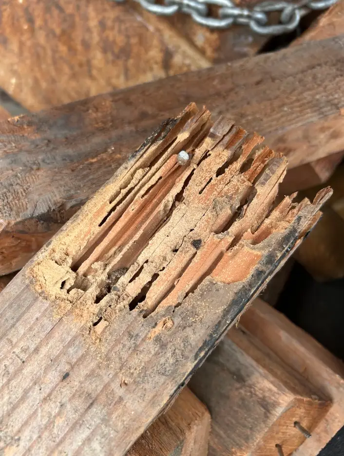 Termite Repair & Replacement